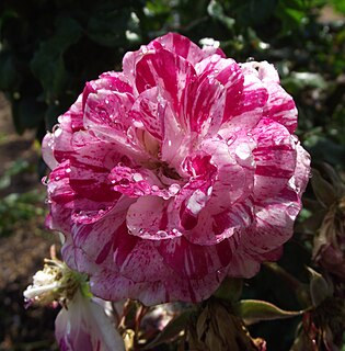 <i>Rosa</i> Rockin Robin Red, pink and white shrub rose