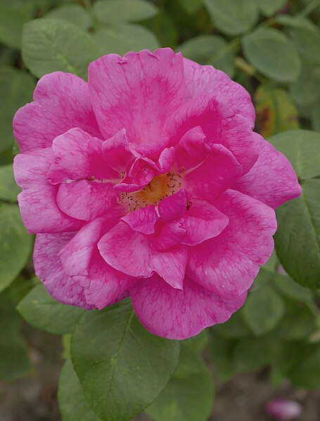 File:Rosa 'Canterbury ' David Austin.jpg