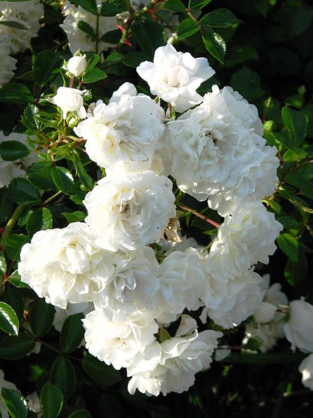 File:Rosa 'Sea Foam' 01.jpg