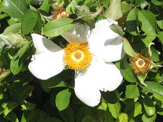 <i>Rosa bracteata</i> Species of plant