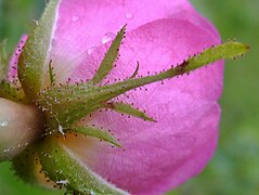 Rosa rubiginosa inflorescence (08).jpg