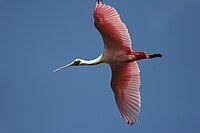 Rosalöffler (Platalea ajaja)