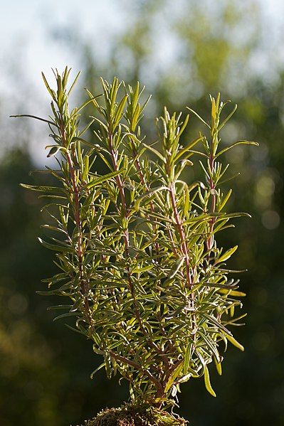 File:Rosemary plant.jpg