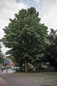 Horse chestnut natural monument in Osnabrück