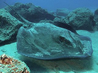 Roughtail stingray Species of cartilaginous fish