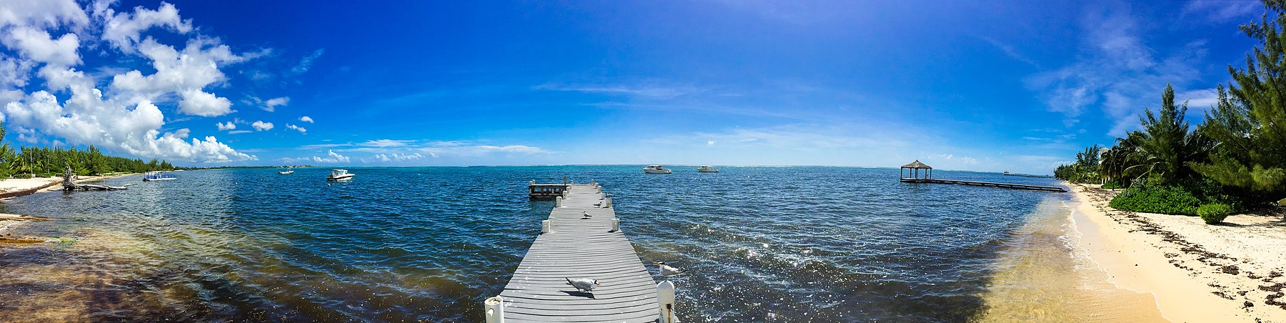 Royal Terns am Pier an der South Sound Road, George Town, Cayman Islands - panoramamio.jpg