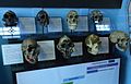 Rutgers University Geology museum hominid heads.JPG