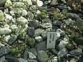 Lithops villetii - Botanischer Garten Leipzig