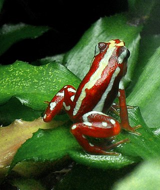<span class="mw-page-title-main">Anthony's poison arrow frog</span> Species of amphibian