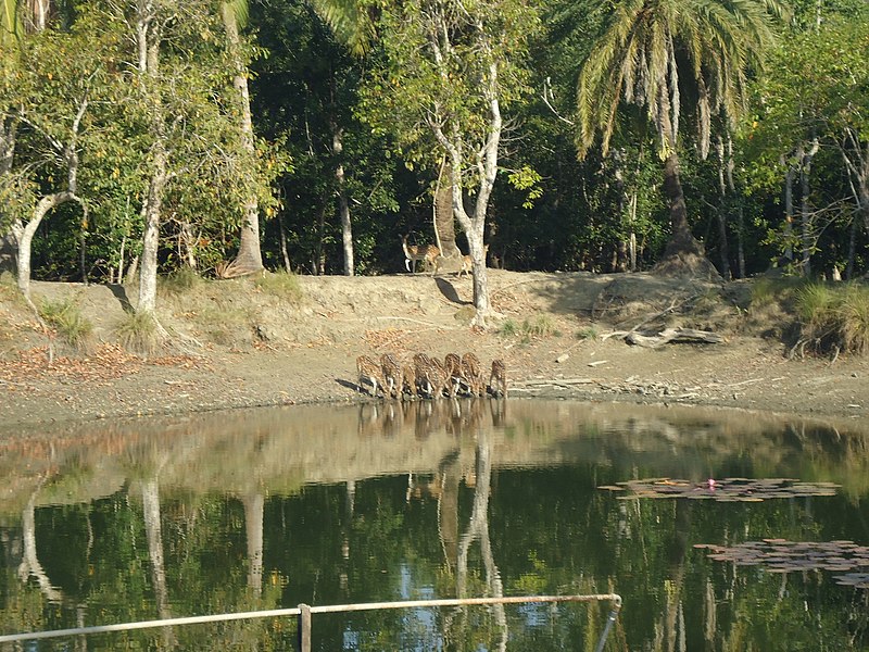 File:SUNDARBAN DEARS ( www.new7wonders.com) - panoramio.jpg