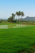 View of Saligao field.