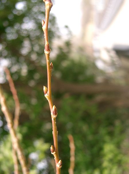 Salix_chaenomeloides