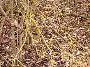 Sambucus branch with yellow lichens