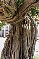 * Nomination Tree in Historic Old Town in San Diego, California, USA --XRay 04:29, 17 January 2014 (UTC) * Decline Overexposed. --Mattbuck 21:46, 21 January 2014 (UTC)