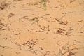 Sandy soil.jpg