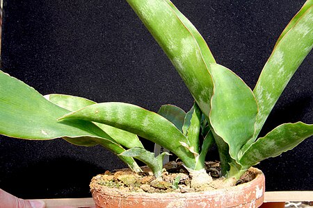 Sansevieria_liberica