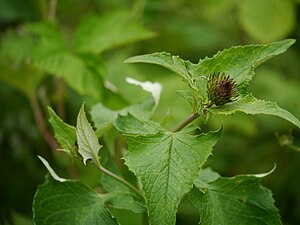 ಡೊಲೊಮಿಯಾ ಕಾಸ್ಟಸ್