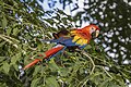 * Nomination Scarlet macaw (Ara macao cyanopterus) --Charlesjsharp 12:06, 21 March 2023 (UTC) * Promotion  Support Good quality. --Rjcastillo 21:51, 21 March 2023 (UTC)