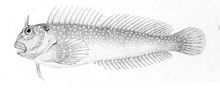 Scartichthys variolatus.jpg