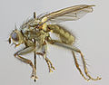 Scathophaga litorea