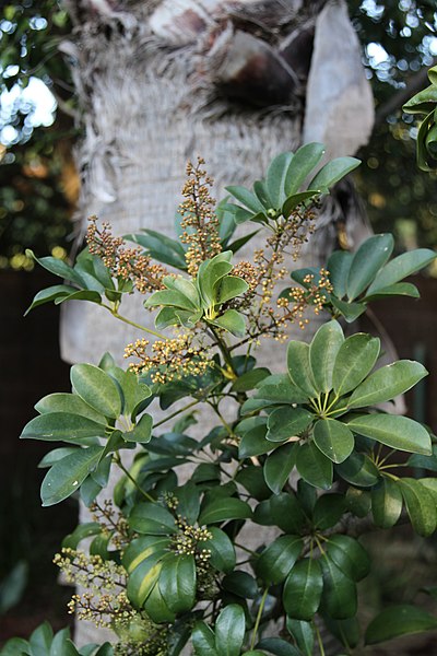 File:Schefflera arboricola = Heptapleurum arboricola (Araliaceae) (50041889661).jpg