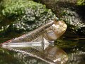 Image 24 Mudskipper Photo by Fritz Geller-Grimm Mudskippers, such as this Periophthalmodon septemradiatus, are uniquely adapted to a completely amphibious lifestyle. They are active when out of water, feeding and interacting with one another, as well as defending their territories. More selected pictures