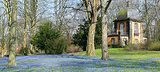 Sibirischer Blaustern: Merkmale, Vorkommen, Systematik