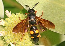 Scoliid Wasp - Scolia nobilita, Meadowood Farm SRMA, Meyson Nek, Virjiniya.jpg