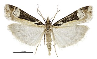 <i>Scoparia trapezophora</i> Species of moth