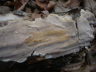 <i>Scytinostroma</i> Genus of fungi