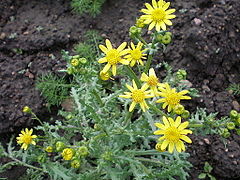 Description de l'image Senecio vernalis001.JPG.