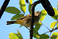 Ithaca, New York (on spring migration)