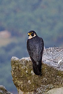 <span class="mw-page-title-main">Shaheen falcon</span> Subspecies of bird