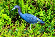 Shark Valley..bird Paradise W of Miami...Little Blue Heron (Egretta caerulea)... (26872135482).jpg