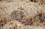 Sharp-Tailed Grouse.jpg