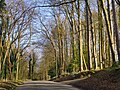 Thumbnail for File:Shere Road, West Horsley - geograph.org.uk - 4418279.jpg