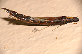 Atractocerus brevicornis