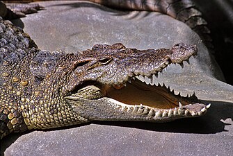 Siamese Crocodile (Crocodylus siamensis) (7781302098).jpg