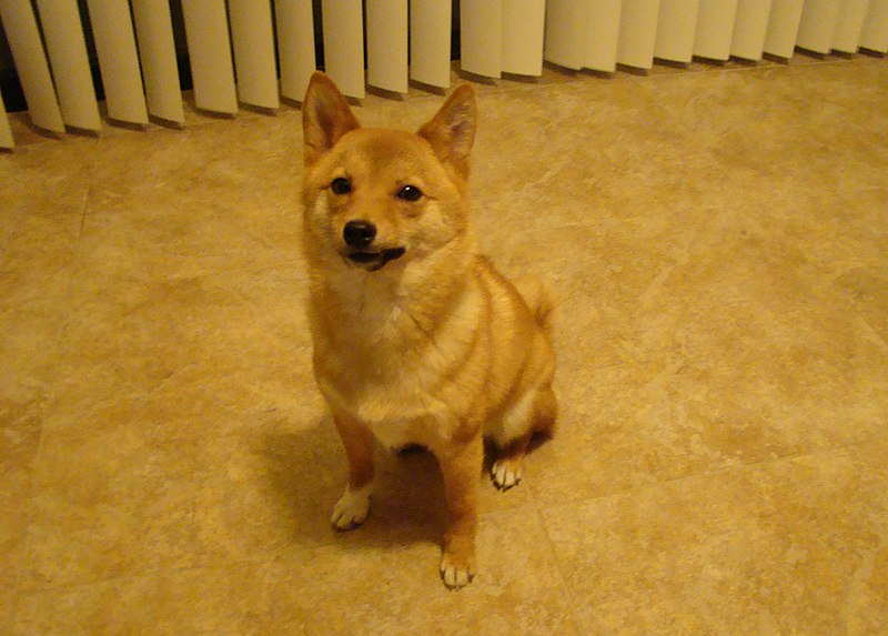 File:Sitting nicely - shiba taro is checking out the camera.jpg