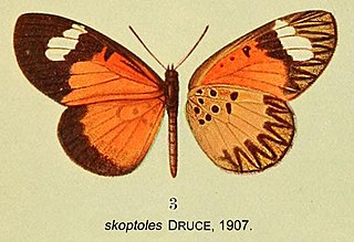 <i>Mimacraea skoptoles</i> Species of butterfly