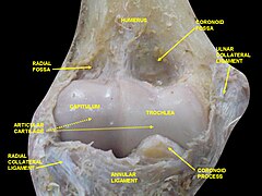 coronoid fossa of humerus
