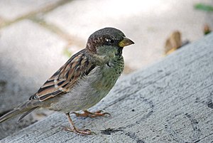 Small city bird (48752760712).jpg