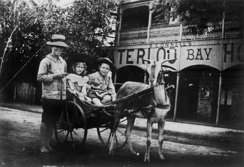 File:Small wagon being pulled by a goat pictured outside the Waterloo Bay Hotel, Wynnum (17363538115).jpg