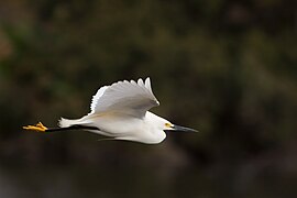 Snowy Egret in Flight