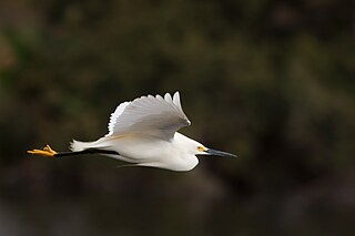 Flying Snowy Egret