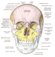 skull & bones - HUMANITY!