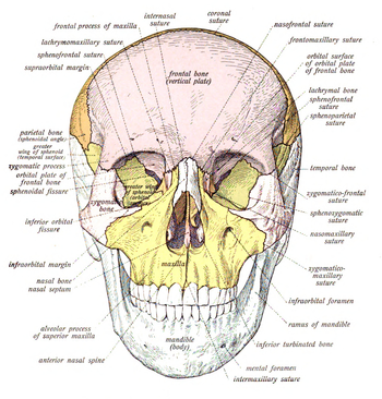 Human skull - Wikipedia, the free encyclopedia