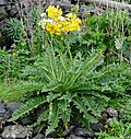 Miniatura para Sonchus acaulis