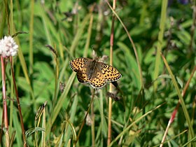 Speyeria mormonia