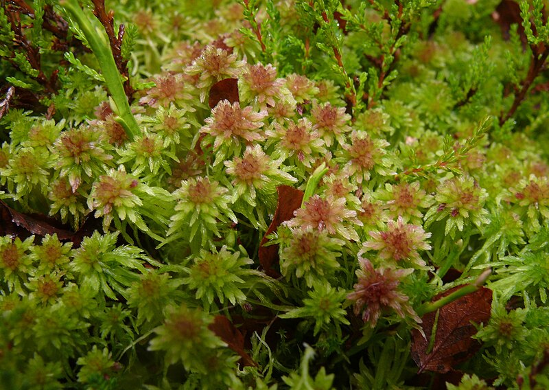 Ficheiro:Sphagnum cuspidatum 041107a.jpg